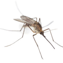 Como proteger as crianças dos mosquitos