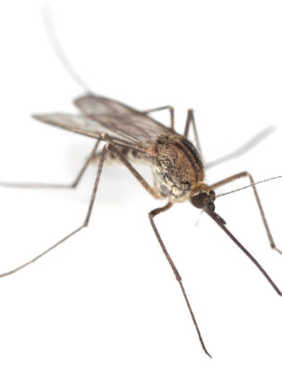 Como proteger as crianças dos mosquitos