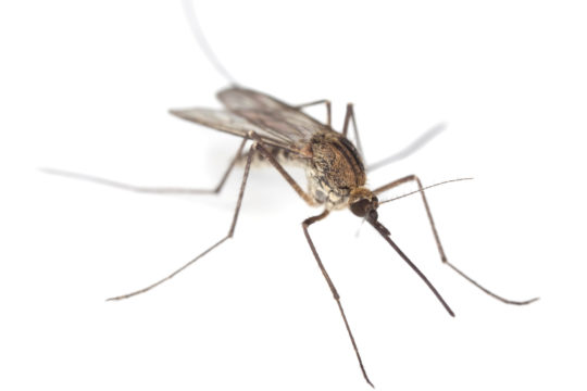 Como proteger as crianças dos mosquitos
